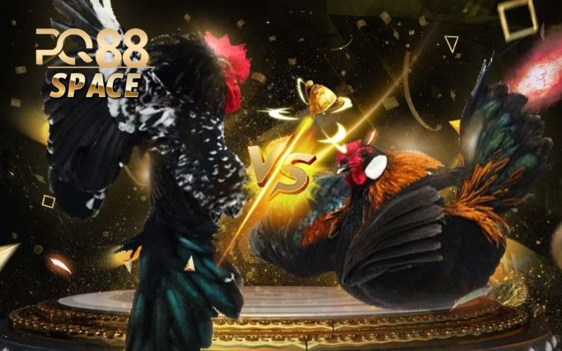 Trực tiếp đá gà Thomo: Cách theo dõi các trận đấu mới nhất 4 trực tiếp đá gà thomo